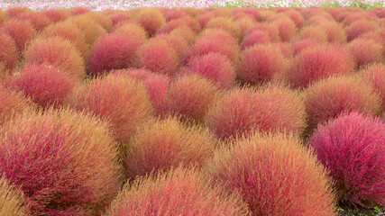 Kochia bush in red color during autumn flower festival in Hitachi Seaside Park