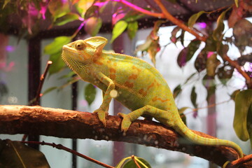 chameleon