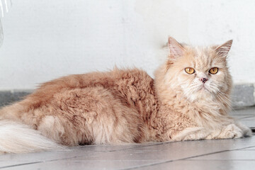 cat on a white background. Domestic Persian cat. Cream colored Persian cat