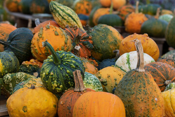 Der Kürbis, Cucurbita, ist eine einjährige Gemüsepflanze. Er wird auch zur Dekoration bei...