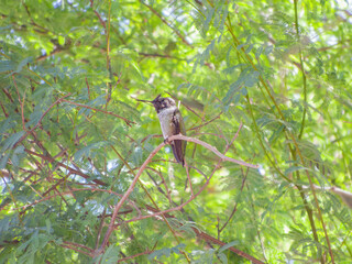 Close up shot of cute hummingbird resting on brunch