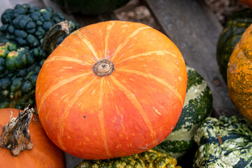 Der Kürbis, Cucurbita, ist eine einjährige Gemüsepflanze. Er wird auch zur Dekoration bei...