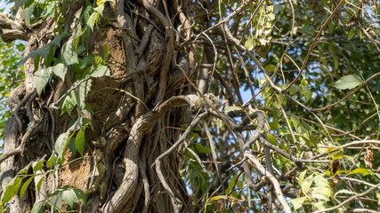 Cute and shameful chipmunk in Garden of Dreams, Kathmandu