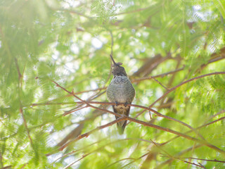 Close up shot of cute hummingbird resting on brunch
