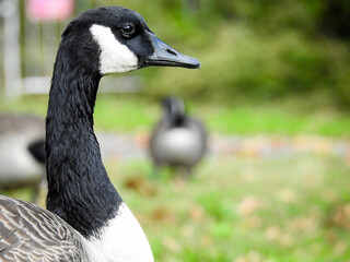 Canada geese head, Goose Animal Head,