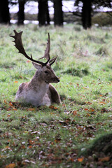 A close up of a Fallow Deer Stag