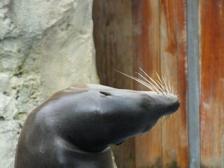 animal