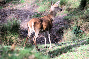 A close up of a Red Deer