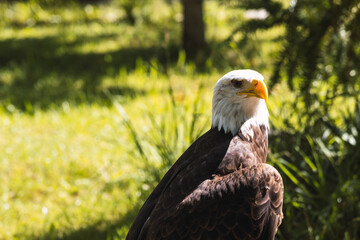 bald eagle staring into the sun