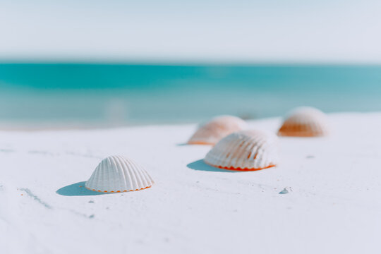 white seashells against the blue blurred background of the sea. background of multicolored ribbed shells. Shells on a light background. Background Wallpaper design. Beautiful natural landscape. The