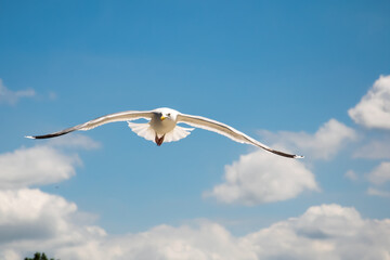 European sea gull flying in blue sky
