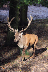 A Red Deer Stag in the wild