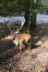 A Red Deer Stag in the wild
