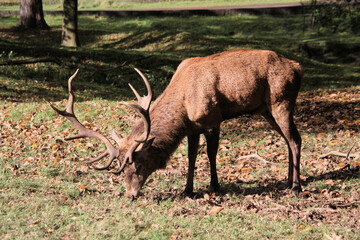 A Red Deer Stag in the wild
