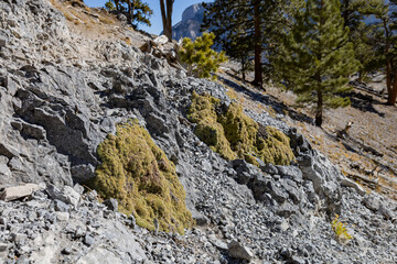 Sunny landscape of the Bristlecone Trail