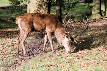 A Red Deer Stag in the wild