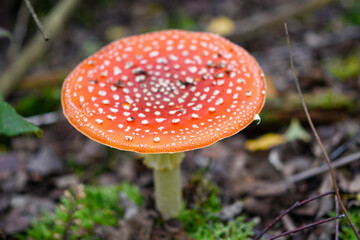 Amanita muscaria mushroom in the forest
