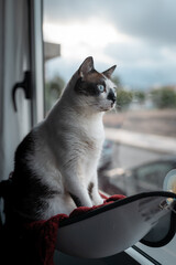 gato blanco y negro con ojos azules sentado en una hamaca,  mira al exterior desde la ventana. composicion vertical