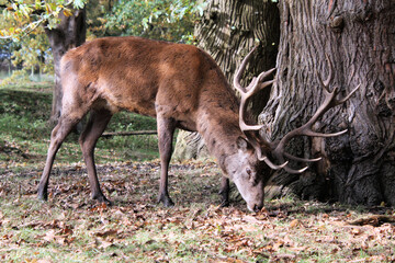 A Red Deer Stag in the wild