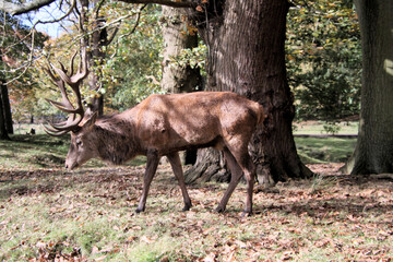 A Red Deer Stag in the wild