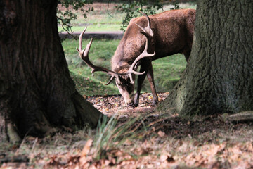 Obraz premium A Red Deer Stag in the wild