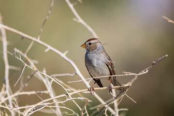 Close up shot of cute White-crowned sparrow
