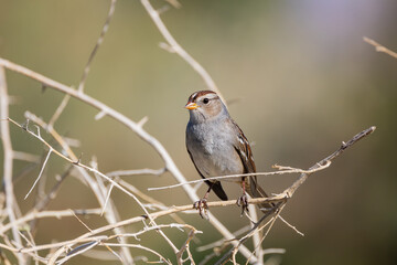 Close up shot of cute White-crowned sparrow