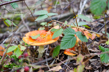 Amanita muscaria mushroom in the forest