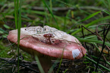 Russula mushroom in the forest glade. Unusual mushroom. A small mushroom grew on the top of a large...