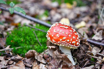 Amanita muscaria mushroom in the forest