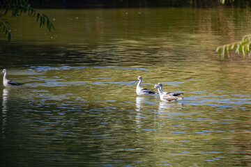 Sunny view of a American avocet eating in a pond