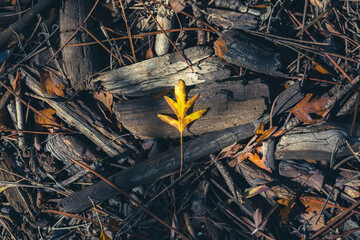 Autumn background with a yellow dry leaf on the forest floor among wooden sticks and pine needles