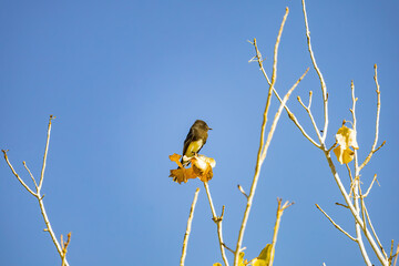 Sunny view of a Black phoebe resting