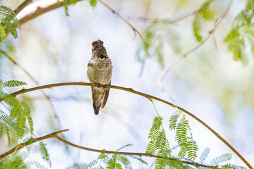 Close up shot of cute hummingbird resting on brunch
