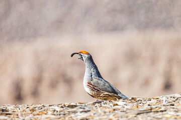 Close up shot of cute Quail bird