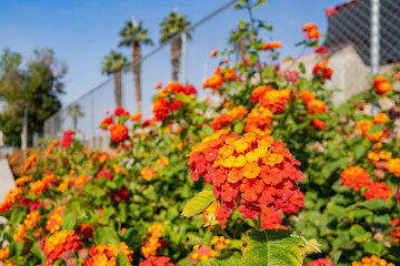 Close up shot of Lantana blossom