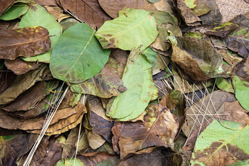 leaves on the ground