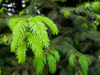 Close up of small young fir tree branches with forest at background. Spring blossom background. Image for agriculture, SPA, medical industries and diverse advertising materials