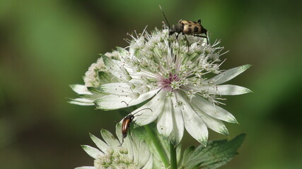 insetti su fiore di astranzia maggiore