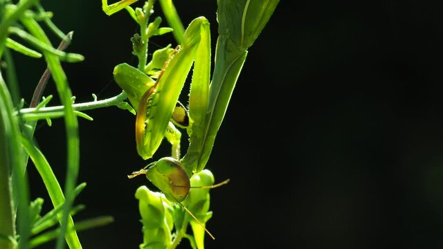 Europ&auml;ische  Gottesanbeterin (Mantis religiosa)