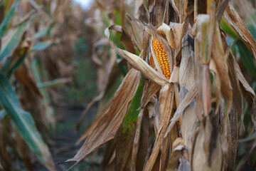 Poor quality corn harvest after rains in the field during harvest