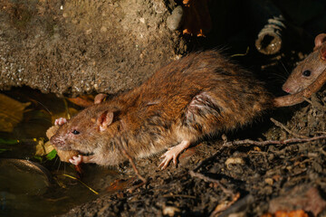 ugly rat feeding in the park by the pipe