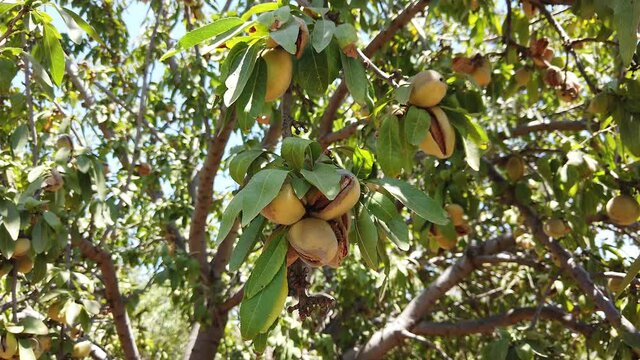Almonds nuts. Green Almonds on the tree ready for harvest.