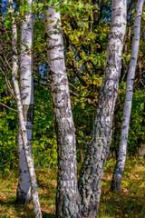 birch forest in autumn