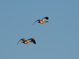 Obraz premium Canada Geese Flying