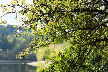 autumn leaves in the sun