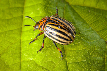 Macro shot of a Colorado potato beetle sitting on a green leave with fine water splashes on his body, this potato bug is a major pest of potato crops worldwide, also in germany.