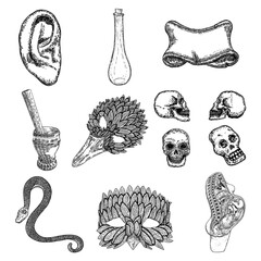 Set of witchcraft magic, occult attributes decorative elements. Human skulls set, ear, mortar, pestle, bird mask, snake, glass bottle, human embryo in women body. Set for Halloween. Vector.