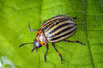 Macro shot of a Colorado potato beetle  sitting on a green leave with water drops on his body, ...