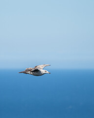 Flying Gull Against Blue Background